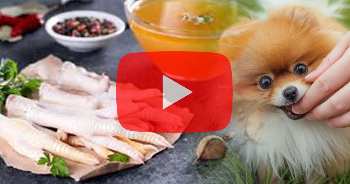 Gelatina de Pé de Galinha para Cães