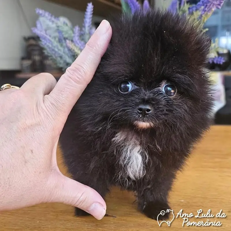 Rita de Cássia José dutra