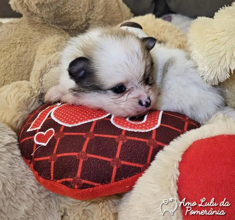 Vitoria Emanuele Hammes Rodrigues