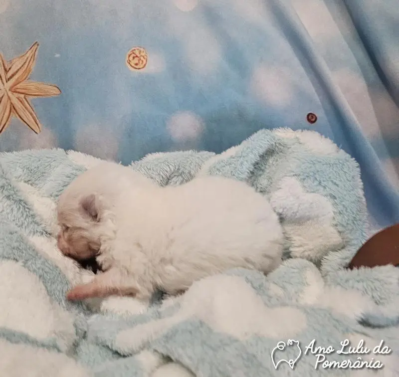 Alini Netto Zanivan Dalponte