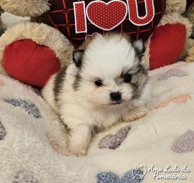 Vitor Fernandes dos Santos