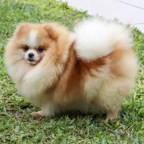 Linhagem Padrão Excelente Anã