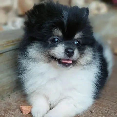 Linhagem Tricolor com Marcação Tan