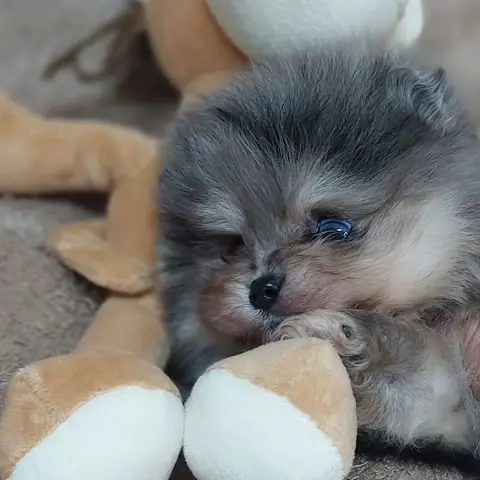 Linhagem Asiática Exótica