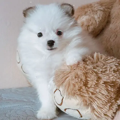 Linhagem Asiática Branco