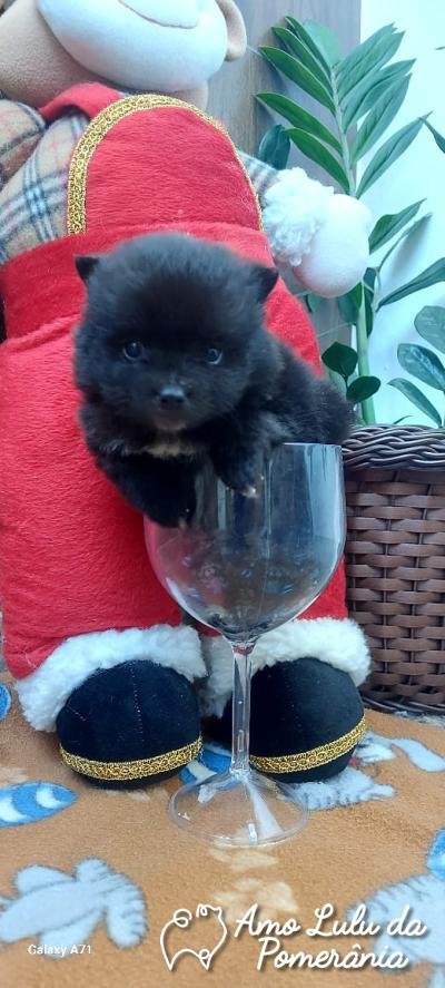 Angélica Silva senger 