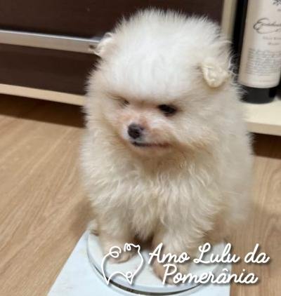 Giovana Raquel Marchesan Lamonatto