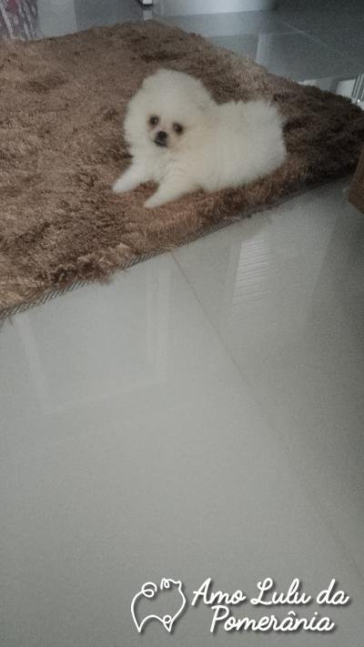 Raul José do Amaral 