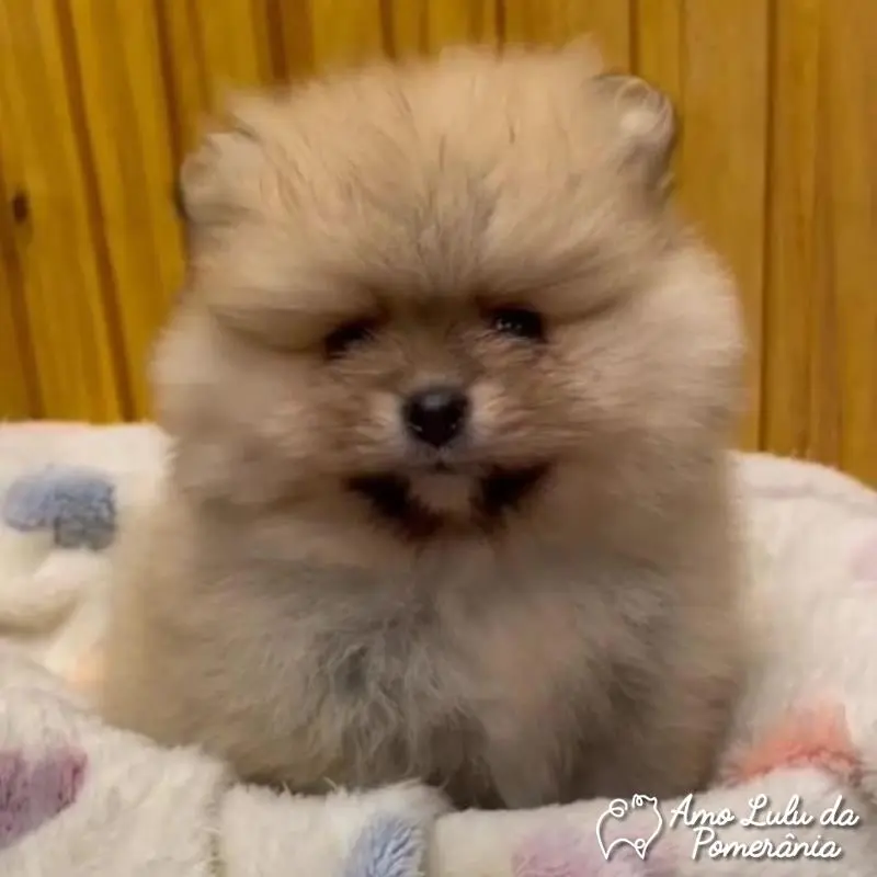 José Paulo Cardoso Corrêa