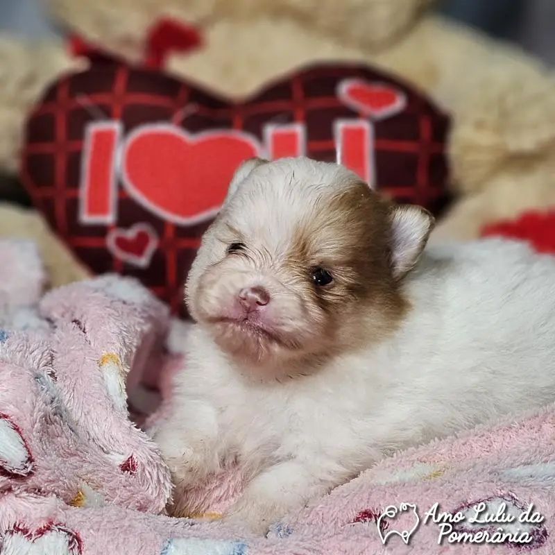 Cristiane Quadros Toledo