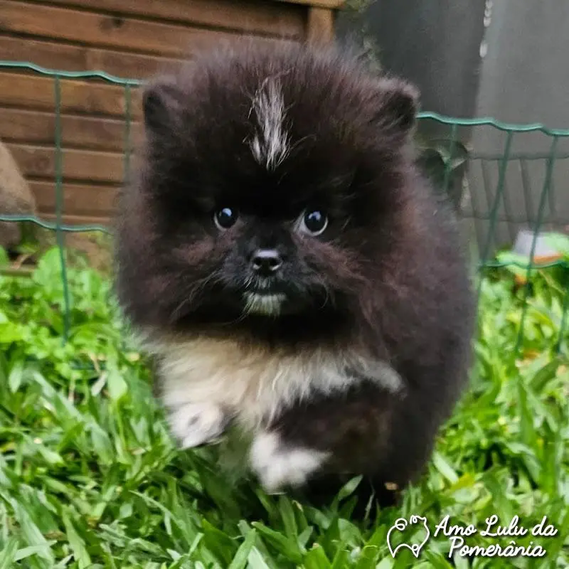 RINILZA FELIZOLA DA GAMA 